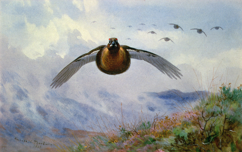 Grouse in Flight, 1903 (w/c)