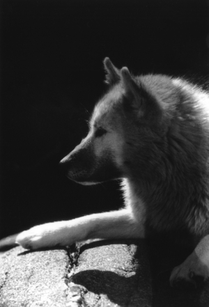 Sled dog, during polar expedition in Greenland, Kangerdlugssuatsiak, october, 1936 (b/w photo)