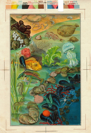 Marine life, 1900s (colour litho)