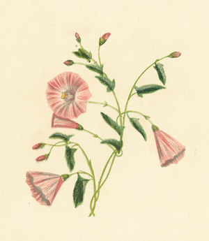Field Convolvulus, Convolvulus Arvensis (colour litho)