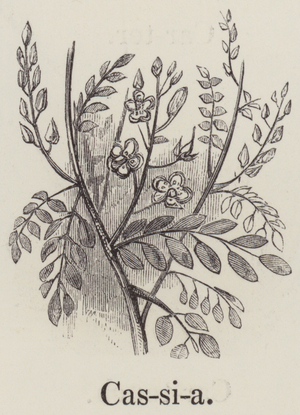 Cassia (engraving)