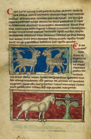 Miniature of wild goats and a monoceros.