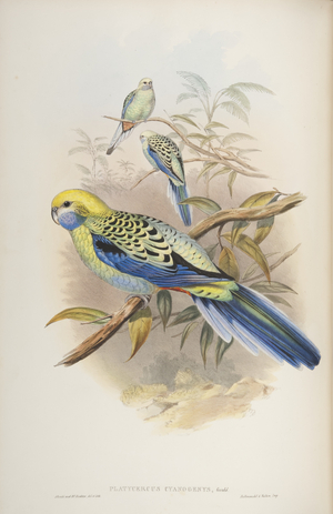 Platycerus cyanogenus, from 'The Birds of Australia' by John Gould, 1840 (colour litho)