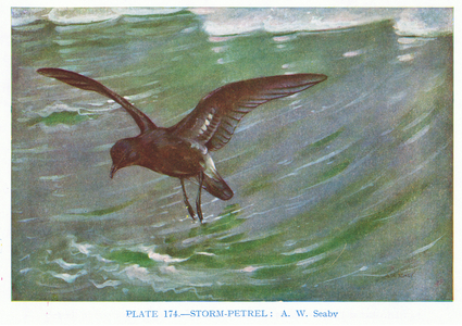 Storm Petrel, illustration from 'British Birds' by Kirkman & Jourdain, 1966 (colour litho)