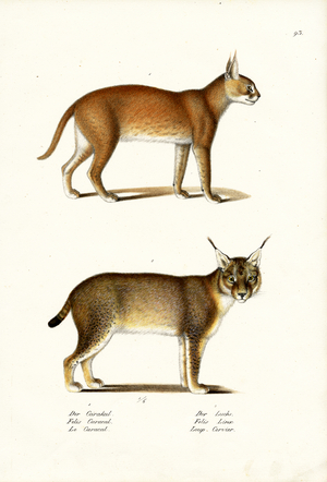 Caracal, 1824 (colour litho)
