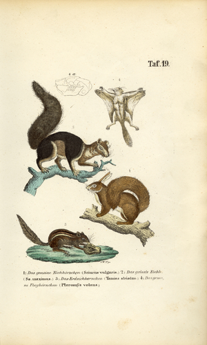 Various Squirrel Species, 1850 (lithography)