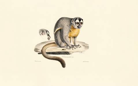 Night Monkey, 1824 (hand-coloured litho)