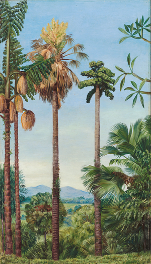The talipot palm in flower and fruit, and wine palm in flower at Buitenzorg, Java, 1880 (oil on board)