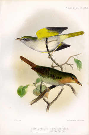 Grey-bellied Leaf-warbler and Red-fronted Leaf-warbler (print)