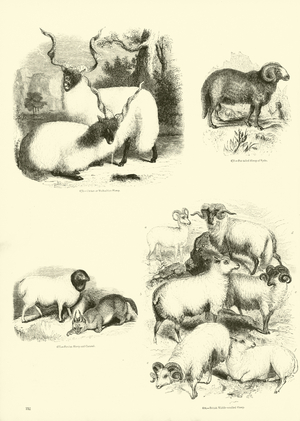 Page from The Pictorial Museum of Animated Nature (engraving)