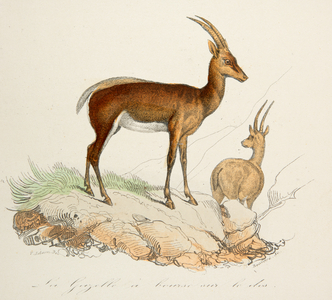 la gazelle à bourse sur le dos, 18th century (Engraving)