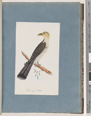 Page 52. Pallid Cuckoo (probably) (w/c on paper)
