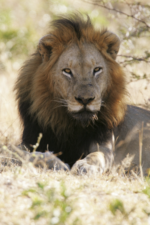 Londolozi, Mpumalanga, South Africa, Africa (photo)