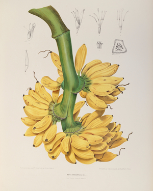 Banana, 1863 (Plate)