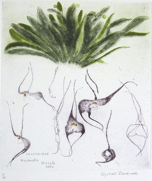 Orchidaceae Masdevallia Dracula Bella (coloured etching)