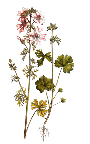 Musk-mallow (Malva moschata), digitally restored reproduction of an original from the 19th century