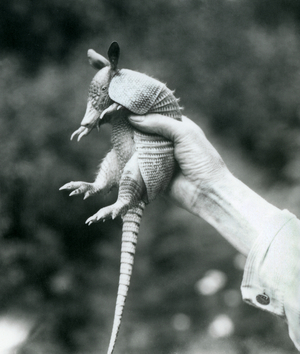 A young Nine-banded Armadillo/Nine-banded Long-nosed Armadillo held up in a keeper's hand, London Zoo, August 1926 (b/w photo)
