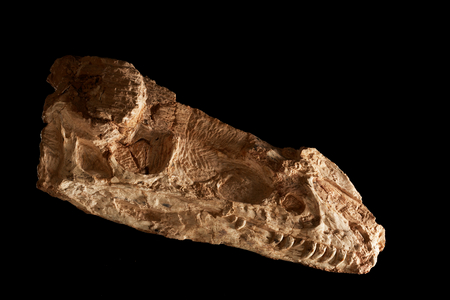 Sub-adult Guanlong Wacali skull at the IVPP in Beijing, China.