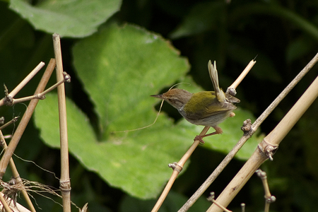A Tailorbird, locally known as Tuntuni, in Meherpur, Bangladesh. June 10, 2008.  (photo)