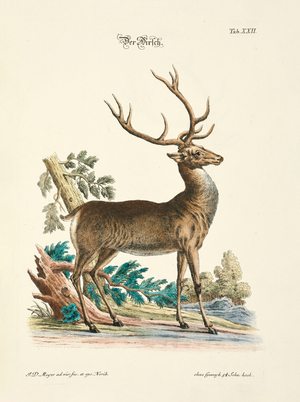 The Red Deer, 1748 (hand-coloured copperplate engraving)