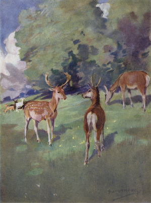Illustration for The Story of a Red Deer (colour litho)