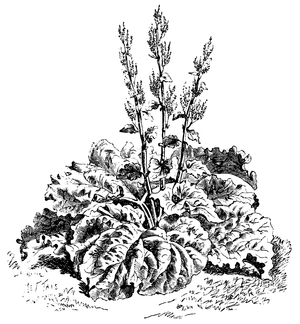 Rhubarb