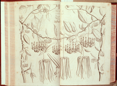 Ceropegia candelabrum