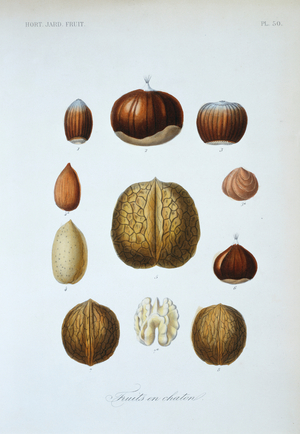(1) lambert's nut (2,6) chestnut (3) hazelnut (4,4a) almond (5,7,7a,8) walnut