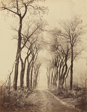 Road and Trees with Hoarfrost,1860 (photo)