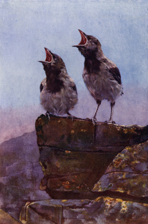 Young hoody crows (photo)
