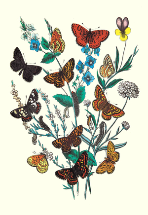 European Butterflies and Moths : M. Cynthia, M. Athalia, 1882 (print)