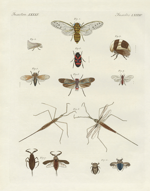 Strange insects (coloured engraving)