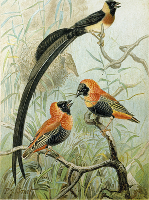 Weaver Birds