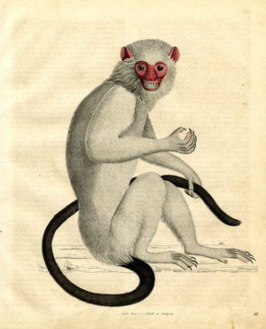 Toque Macaque (Macaca sinica) (hand-coloured litho)
