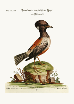 The rose or carnation-coloured Ouzel of Aldrovandi, 1749-73 (coloured engraving)