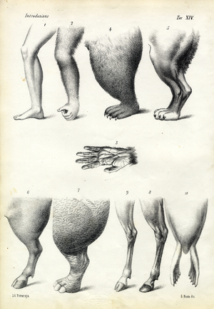 Legs, 1863-79 (colour litho)
