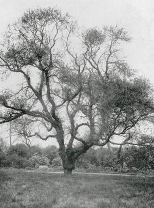 London Trees: Manna Ash at St John's Lodge (b/w photo)