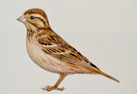 Reed Bunting, 2023, (watercolour)