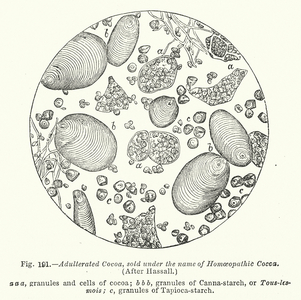Adulterated Cocoa, sold under the name of Homoeopathic Cocoa (engraving)