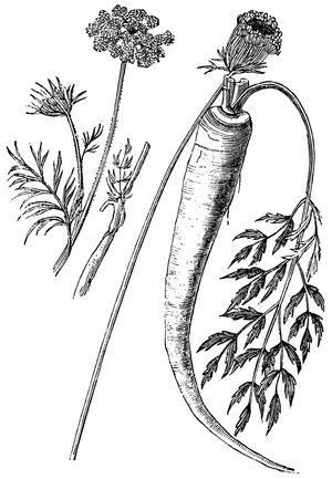 Carrot