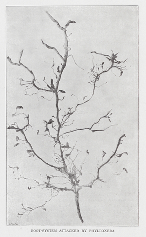 Root-System attacked by Phylloxera (b/w photo)