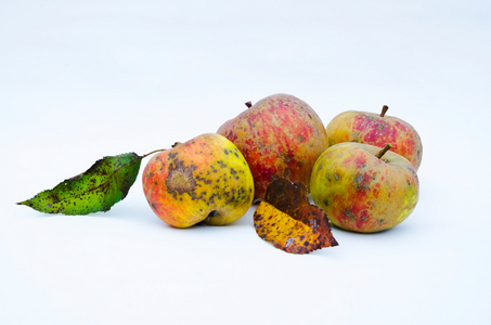 Rustic red & yellow apples on white background, 2021 (photo)