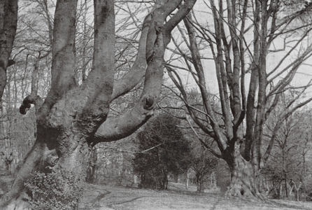 Beeches, Queen Victoria's Wood (b/w photo)