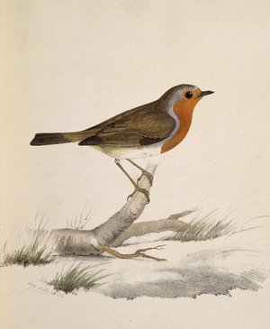 Erythacus rubecula