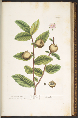 Plate 154, from 'A Curious Herbal', 1737 (coloured engraving)