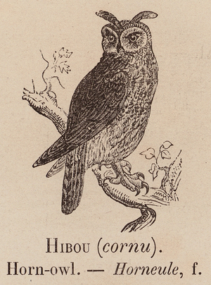 Le Vocabulaire Illustre: Hibou (cornu); Horn-owl; Horneule (engraving)