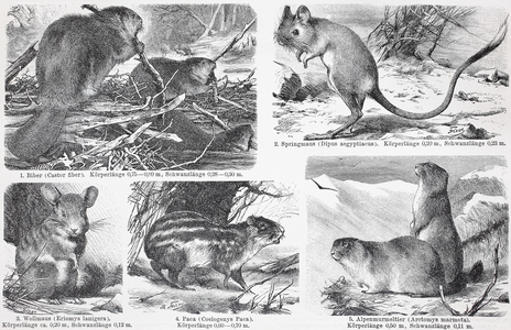 Various rodents, beaver, dipodid, chinchilla, paca, alpine marmot (Marmota Marmota), Historic