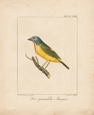 Painted Bunting (hand-coloured litho)