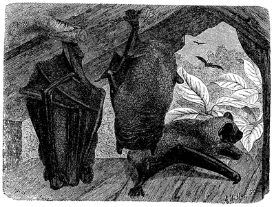 Nyctalus, noctule bat