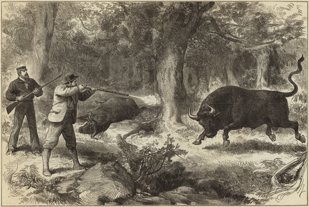 Wild bull shooting in the Galapagos Islands (engraving)